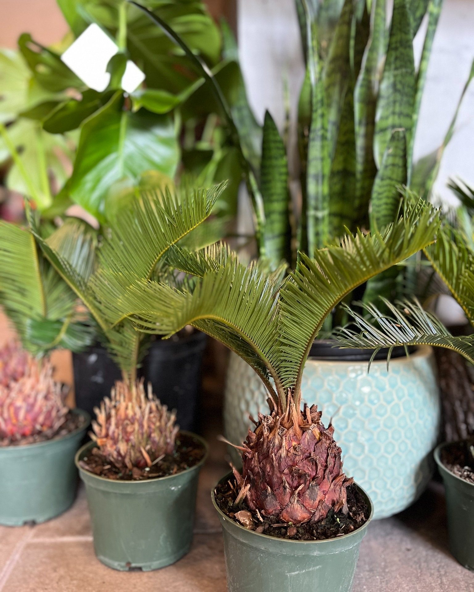 Ajoutez une touche tropicale à votre espace!🌴

Le palmier sagoutier, avec son feuillage unique, transforme instantanément l’ambiance d’une pièce. Son allure exotique apporte ce petit côté dépaysant qu’on adore! 🌞

#palmier #sagoutier #planteexotique #plantes #fleuristemontreal