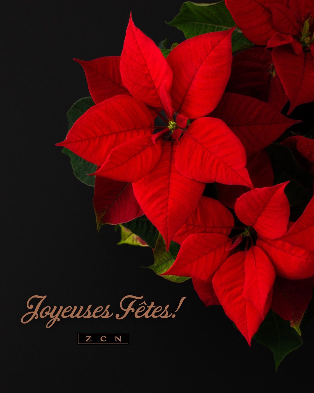 L'équipe de Zen vous souhaite un merveilleux temps des fêtes, rempli de douceur et de beaux moments avec vos proches. ✨🌹

📅 Voici notre horaire des fêtes :

• 24 déc. : 9h à 15h
• 25 et 26 déc. : fermé 
• 27 et 28 déc. : 12h à 17h
• 29 et 30 déc. : 9h à 18h
• 31 déc : 9h à 15h
• 1 et 2 jan. : fermé
• 3 et 4 jan. : 12h à 17h 

#tempsdesfêtes #fleuristemontreal #lepouvoirdesfleurs