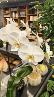 Blanche comme neige 🤍

Qui d’autre adore les orchidées blanches? 🙋‍♂️

#orchidées #orchid #whiteorchid #orchidéeblanche #fleurs
