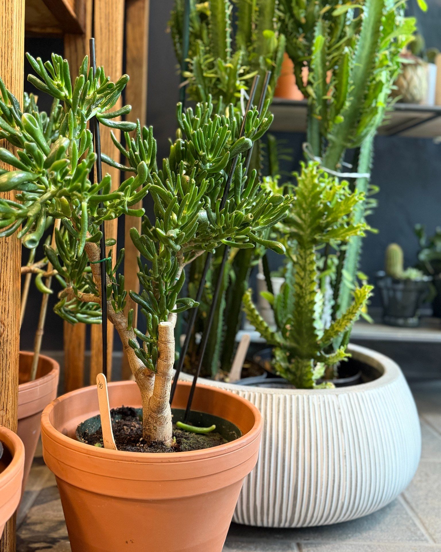 Les cactus et les succulentes ont tout pour plaire. 🌵

Originaux, faciles d'entretien et pleins de caractère, ils apportent une touche de verdure qui s'intègre à tous les décors.

Prêt.e à trouver la plante qui complétera parfaitement votre espace? Nos fleuristes sont là pour vous conseiller dans votre choix!

#cactus #plantesucculentes #plantesintérieures #laurierouest