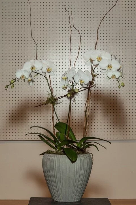 LES ORCHIDÉES